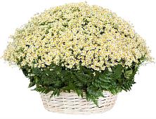 Цветочная композиция из Ромашки в корзине #REPLACE_PRED# Стародеревянковской